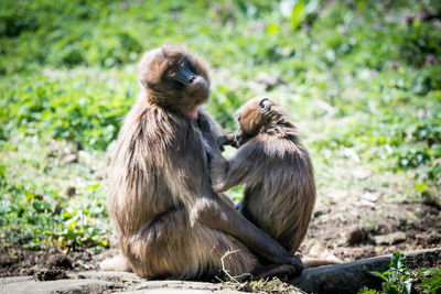 Close-up of monkey sitting outdoors