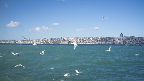 Seagulls flying over sea against sky