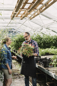 Gardeners examining chili peppers growing on potted plant in greenhouse