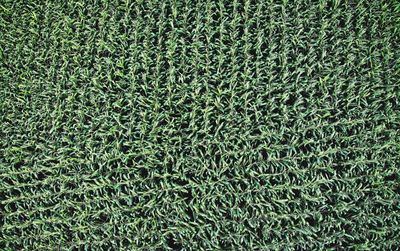 Full frame shot of plants on field