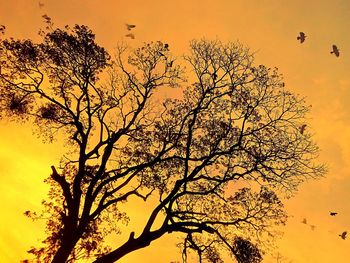 Low angle view of silhouette tree against sky during sunset