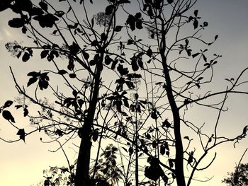 Low angle view of silhouette trees against sky during sunset