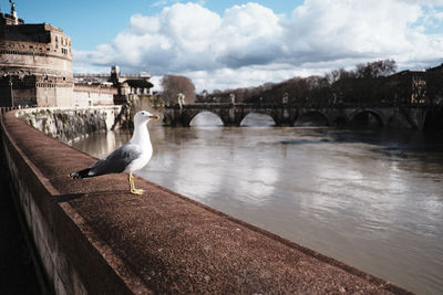 View of seagull on bridge over river against sky