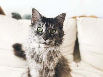 Close-up portrait of cat on sofa at home