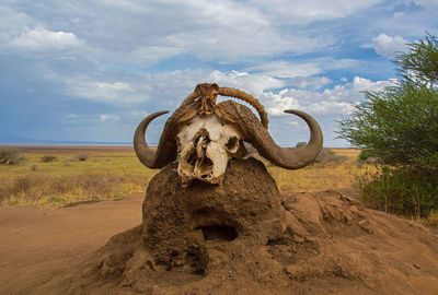 African cape buffalo, africa