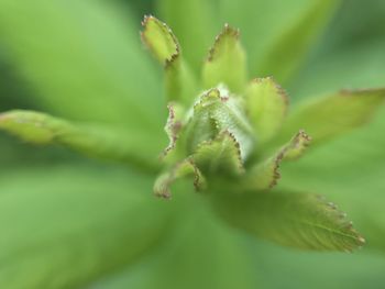 Close-up of flower bud