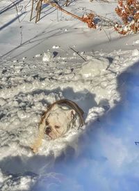 High angle view of turtle on frozen water