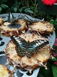 High angle view of butterfly in plate