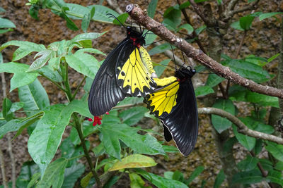 Butterfly on flower