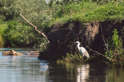 Birds in a lake