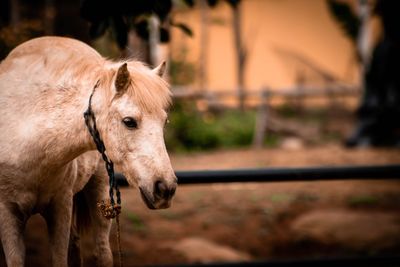 Close-up of pony at ranch