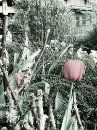 Close-up of flowers against plants