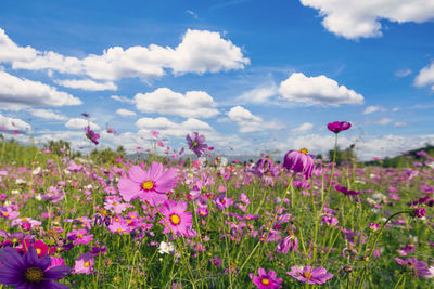 Natural view cosmos filed and sunset on garden background