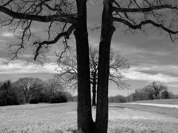 Bare trees on field against sky