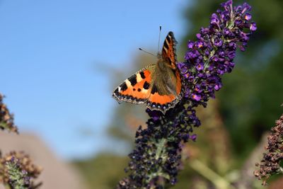 Close-up of butterfly pollinating on purple flower