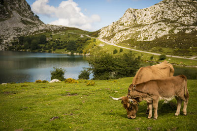 View of cows on mountain against sky