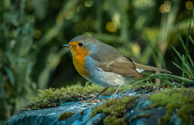 Close-up of bird perching on a moss