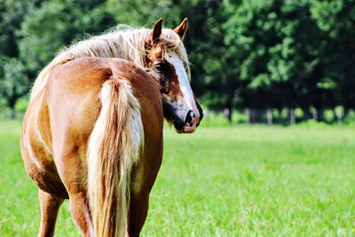 Close-up of a gypsy horse on field