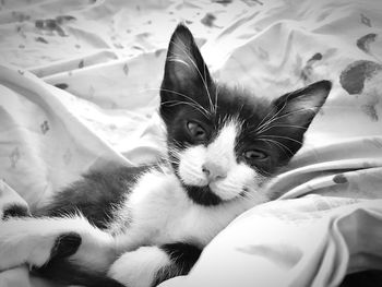 Close-up portrait of cat on bed