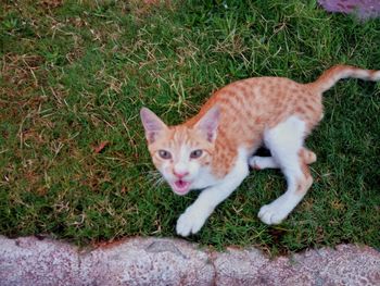 Portrait of cat lying on grass