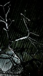 Close-up of spider web