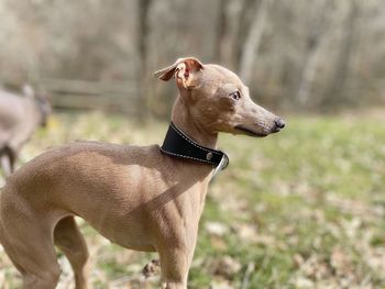 Portrait of dog on field