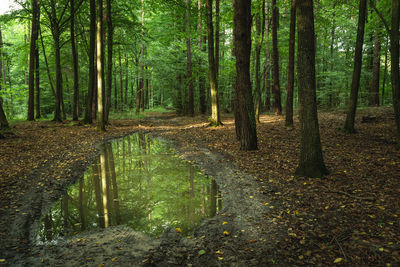 A large puddle in the green forest, summer day view