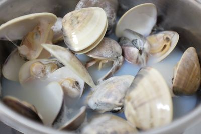 High angle view of shells in plate