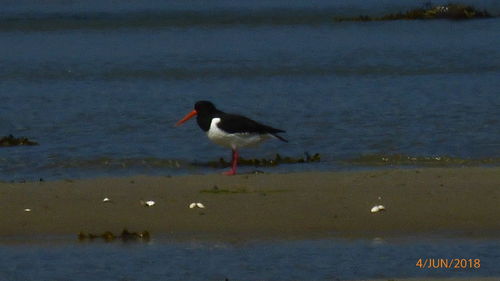 Side view of a bird on beach