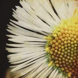 Close-up of yellow flower