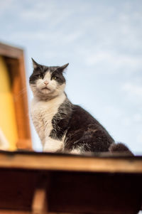 Close-up of cat sitting against sky