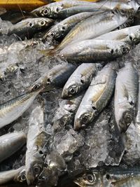 High angle view of fish for sale in market