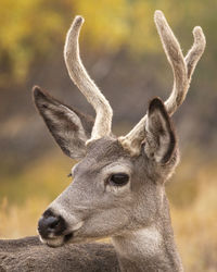 Close-up of deer on field