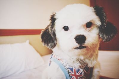 Close-up portrait of cute dog at home