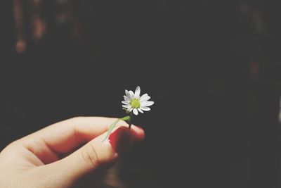 Close-up of hand holding small white flower against black background