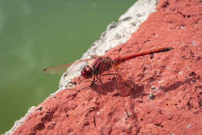 Close-up of insect on rock