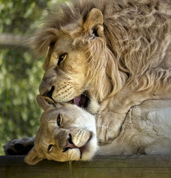 Close-up of lion sleeping