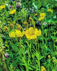 Close up of yellow flowers blooming in field