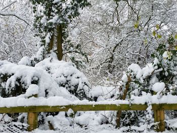 Snow covered trees on landscape against sky