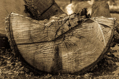 Close-up of tree stump in forest