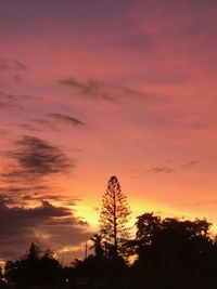 Silhouette of trees during sunset