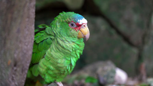 Close-up of parrot perching on leaf