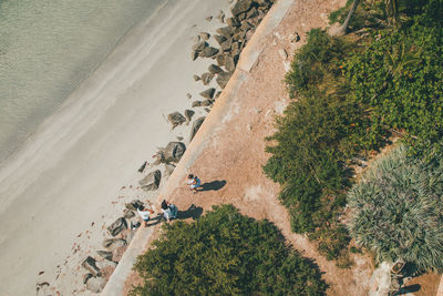 High angle view of sheep on beach