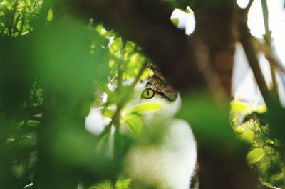 Close-up of cat