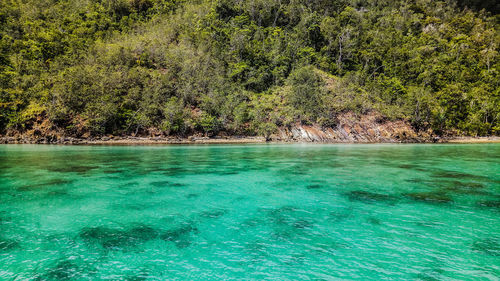 Scenic view of sea against trees