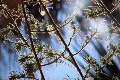 Low angle view of tree against sky