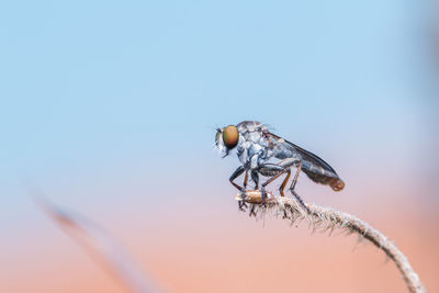 Close-up of insect on plant against sky