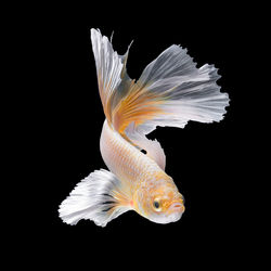 Close-up of fish against black background