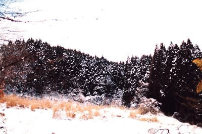 Trees on snow covered field against clear sky