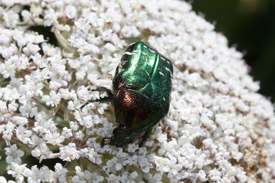 Close-up of insect on white flower